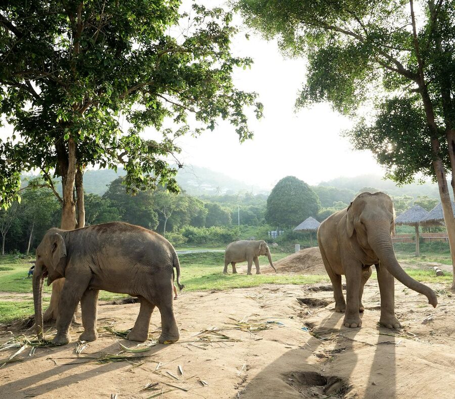 Asian elephants walking freely under trees in a Thailand sanctuary