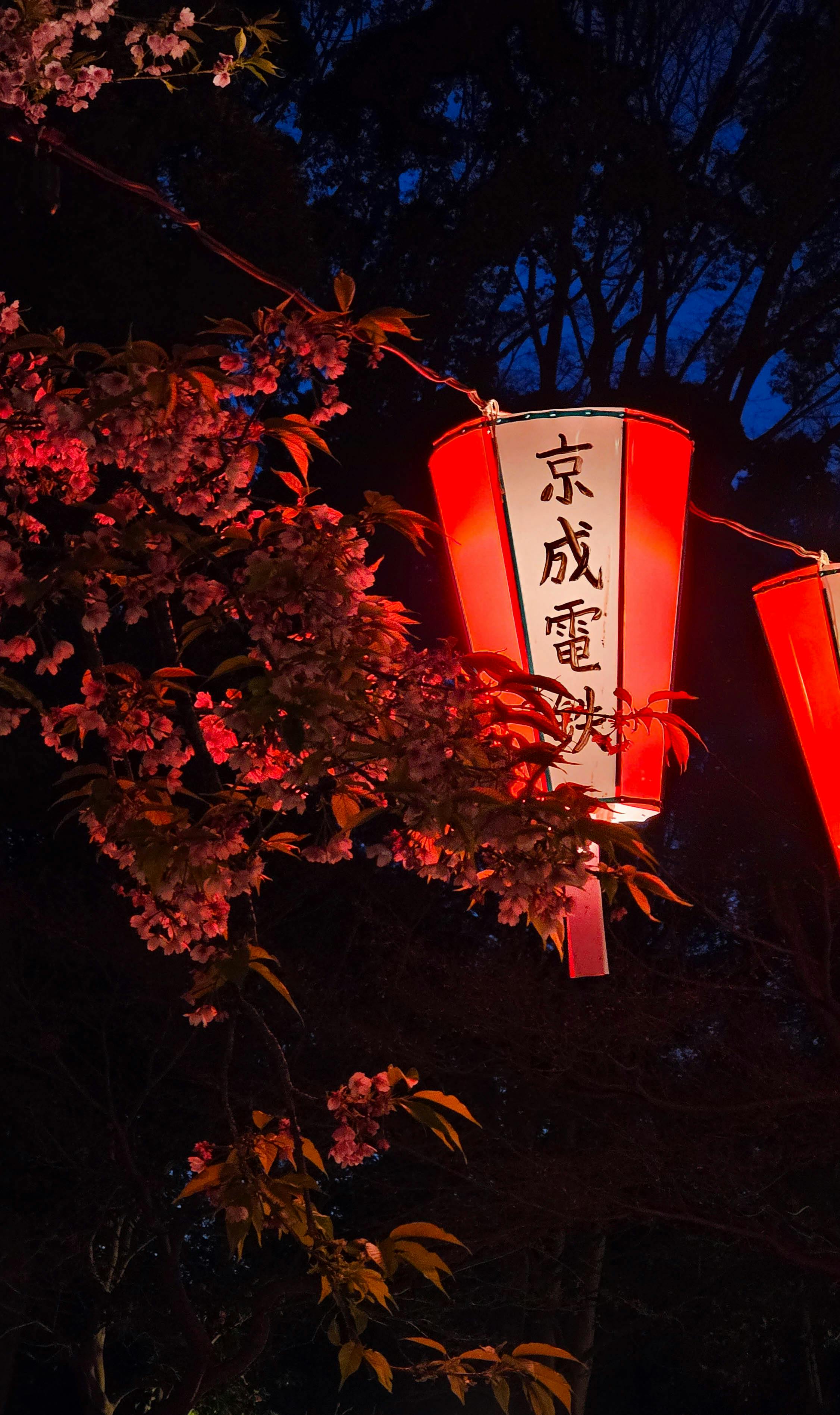 Red lanterns illuminating cherry blossoms against night sky in Japan