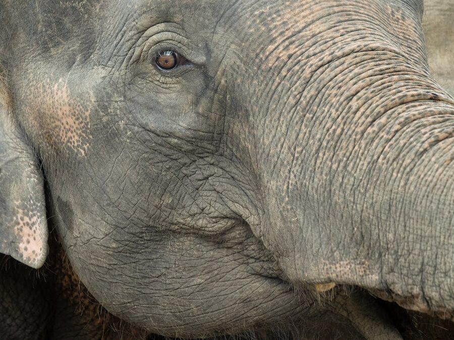 Close-up detail of an Asian elephant's face and textured skin