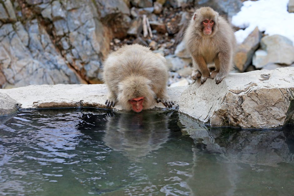 Snow monkeys near hot spring waters in winter Japan