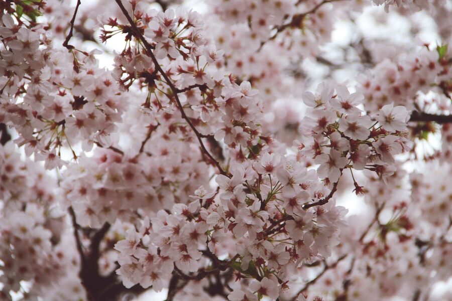 Pink cherry blossom branches in full bloom against a clear blue sky in Tokyo during spring