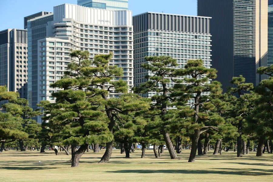 Japanese pine trees with modern Tokyo skyscrapers visible in the background at the Imperial Palace grounds