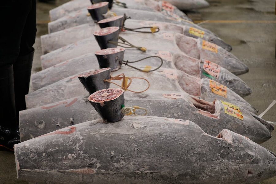 Rows of frozen tuna laid out for auction at a Tokyo fish market