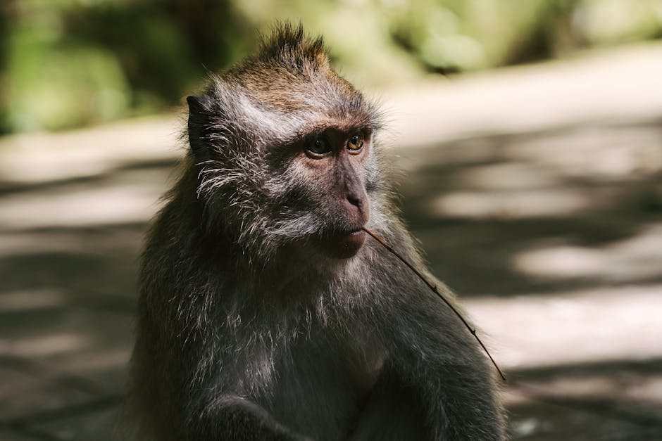 Long-tailed macaque monkey sitting in a tree in a tropical forest