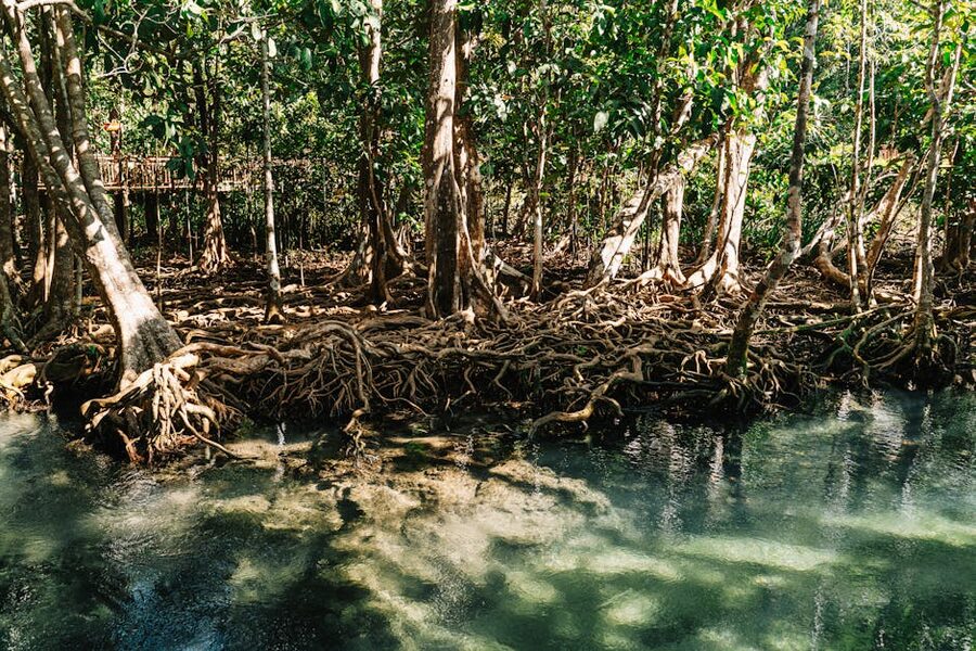 Lush green mangrove forest with roots reaching into dark water