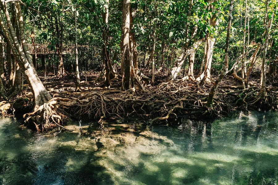 Dense mangrove forest with intricate root systems in Krabi Thailand