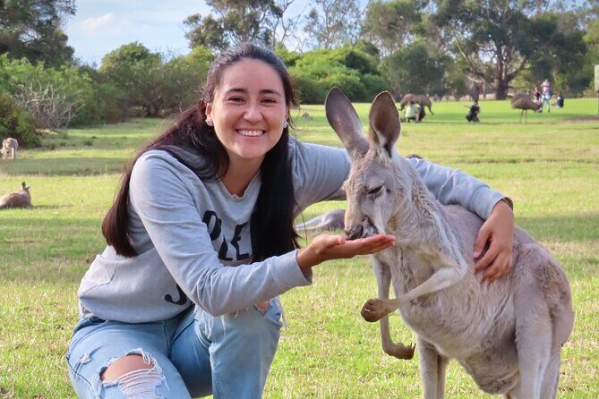 Phillip Island Penguin Parade and Wildlife Tour from Melbourne - A Deep Dive into the Itinerary