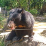 Phnom Penh: Buddha Kiri and Phnom Tamao Zoo Private Day Trip - Phnom Tamao Zoo: A Wildlife Sanctuary Near Phnom Penh