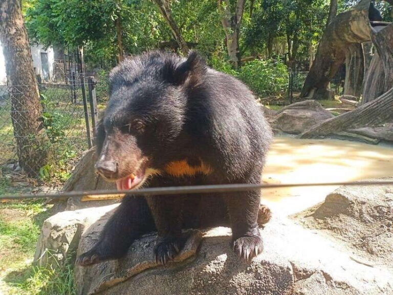 Phnom Penh: Buddha Kiri and Phnom Tamao Zoo Private Day Trip - Phnom Tamao Zoo: A Wildlife Sanctuary Near Phnom Penh