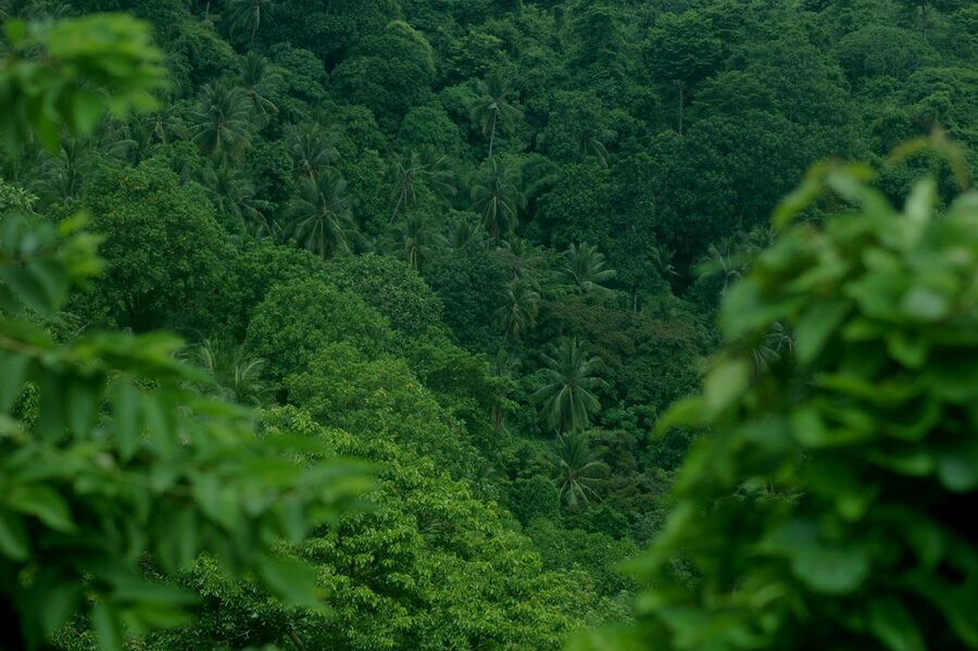 Dense tropical rainforest canopy viewed from below