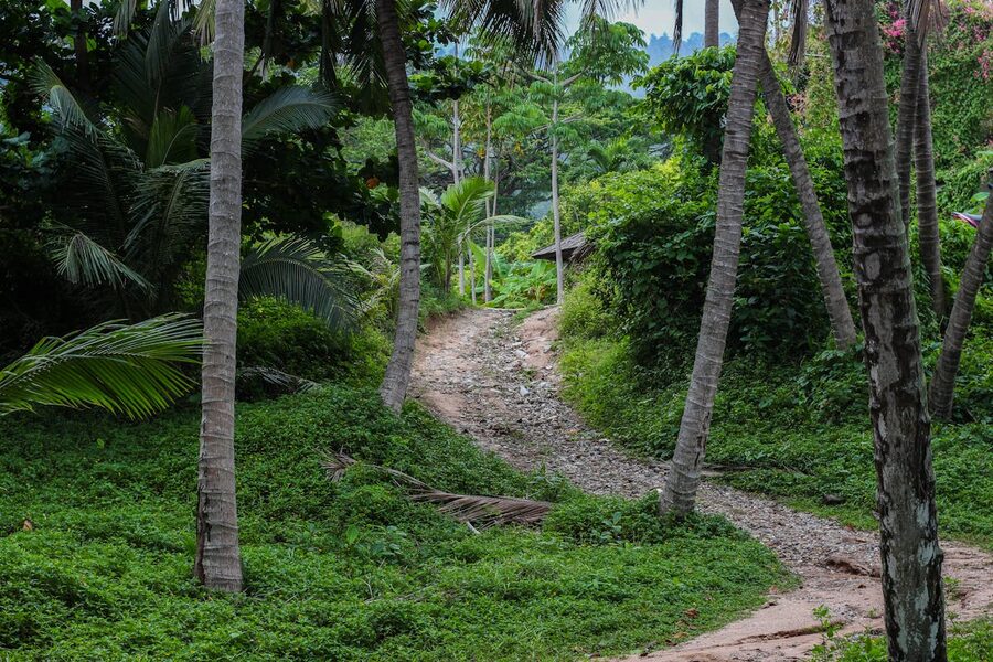 Unpaved trail through tropical vegetation in Thailand