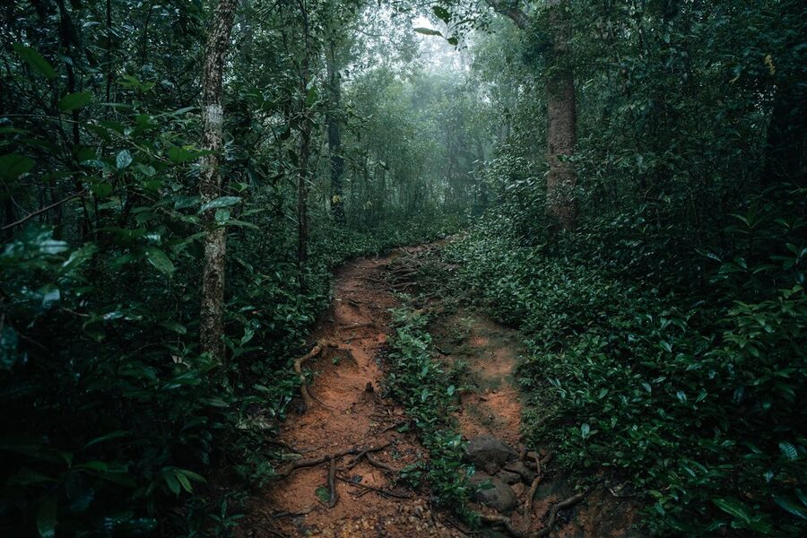 Dirt path winding through misty rainforest