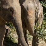Phuket: Bukit Elephant Park Sanctuary Tour with Lunch - An Honest Look at the Pros and Cons