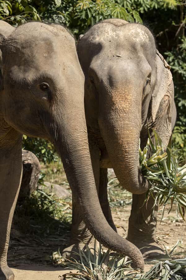 Phuket: Bukit Elephant Park Sanctuary Tour with Lunch - An Honest Look at the Pros and Cons