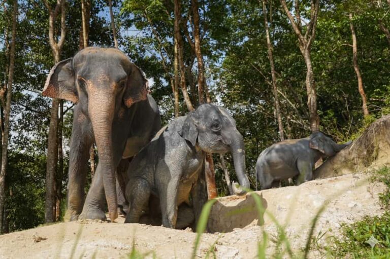 Phuket Highlight Tour Big Buddha Temple & Elephant Sanctuary - Exploring Phuket’s Top Highlights in a Compact Tour