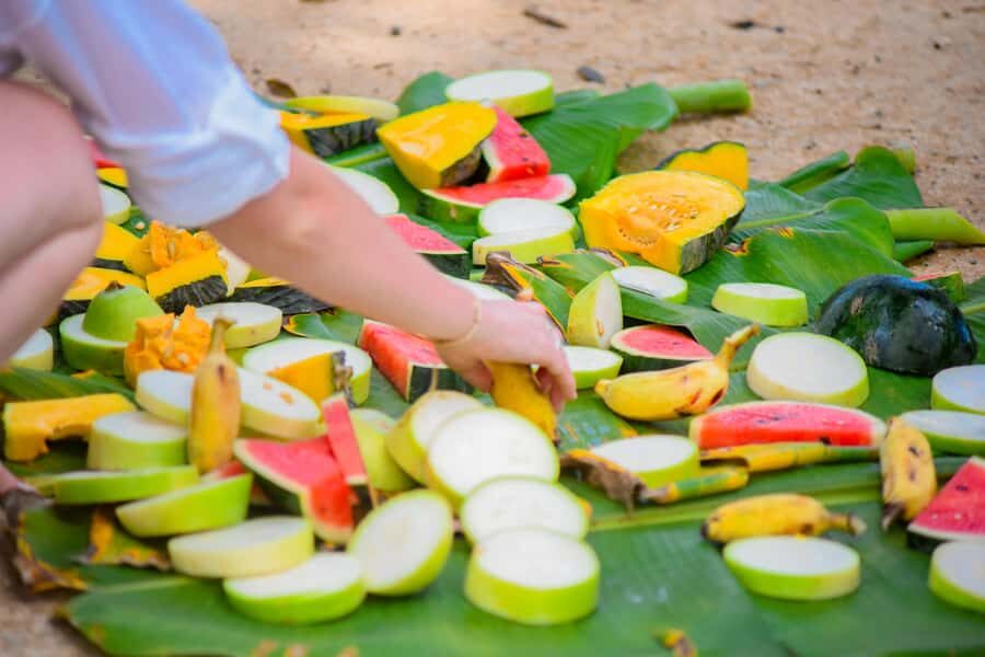 Phuket: Lily Elephant Conservation - Jungle to Sea Discovery - The Itinerary in Detail