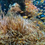 Phuket: Phi Phi Khai or Maiton Island by Speedboat/Catamaran - The Journey Begins: Pickup and Transfer