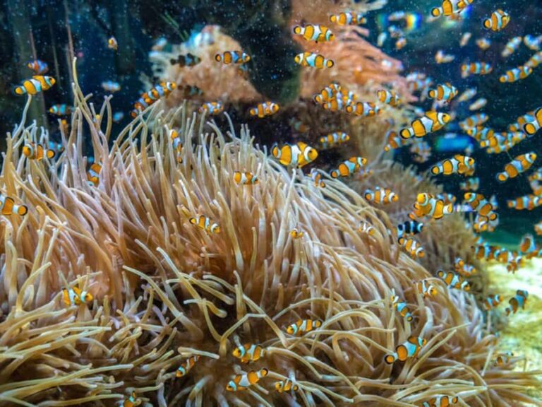 Phuket: Phi Phi Khai or Maiton Island by Speedboat/Catamaran - The Journey Begins: Pickup and Transfer