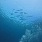 Phuket Racha PADI Discover Scuba Diving 2 Dives and GoPro - Why Choose This Tour?