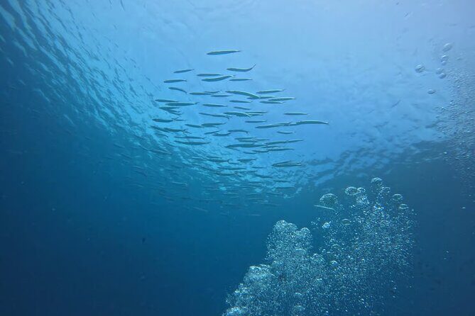 Phuket Racha PADI Discover Scuba Diving 2 Dives and GoPro - Why Choose This Tour?