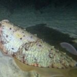 Phuket: Stunning Night Dive from the shore - What Makes This Tour Stand Out?