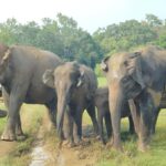 Pidurangala Rock Hike & Hurulu Eco Park Elephant Safari - Practical Details and Tips