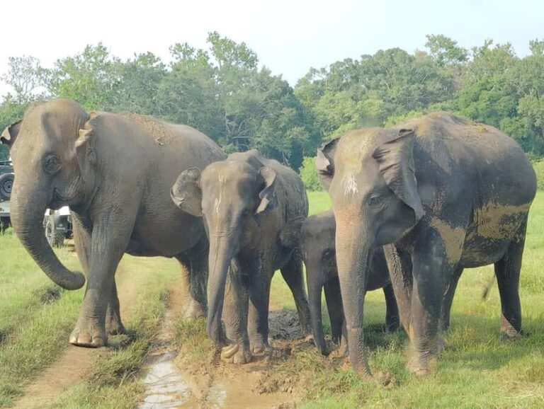 Pidurangala Rock Hike & Hurulu Eco Park Elephant Safari - Practical Details and Tips