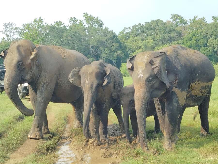 Pidurangala Rock Hike & Hurulu Eco Park Elephant Safari - Practical Details and Tips