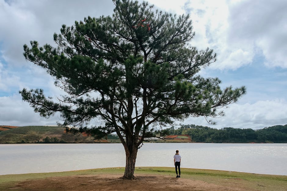 Pine forest in Dalat Central Highlands Vietnam