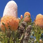 Pinnacles Day Tour - Practical Details and Value