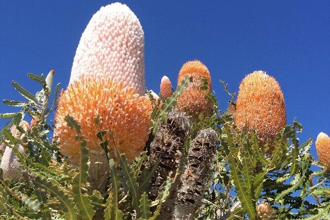 Pinnacles Day Tour - Practical Details and Value