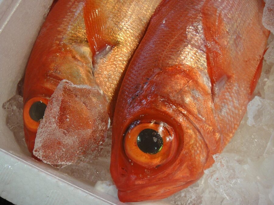 Market stalls with fresh fish for sale at Tsukiji fish market Tokyo