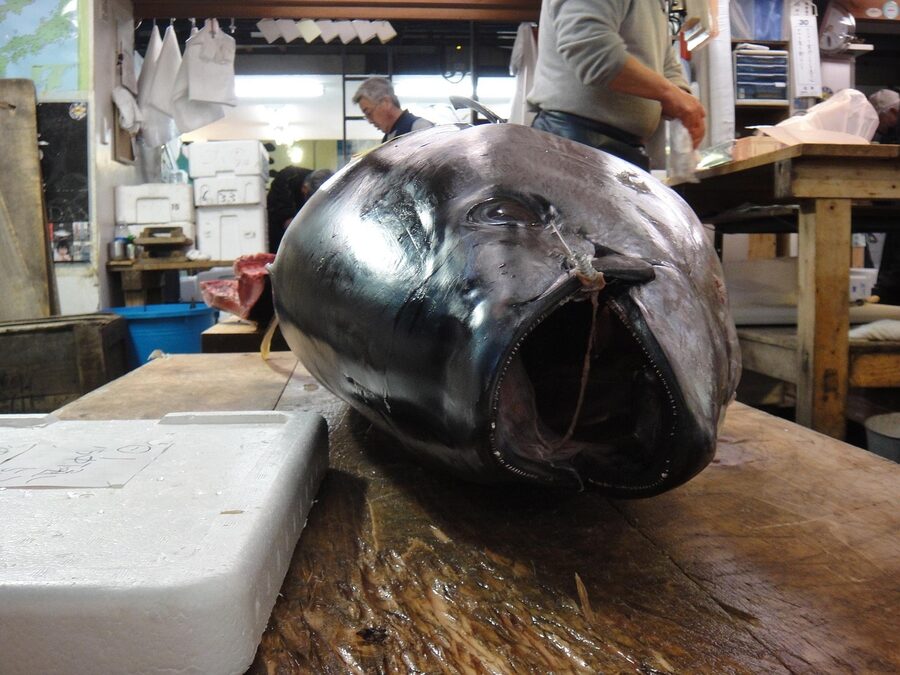 Close-up of fresh fish on display at Tsukiji market in Tokyo