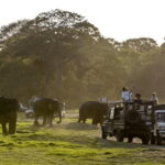 Polonnaruwa Ancient City and Wildlife Safari from Dambulla - A Full Breakdown of the Experience