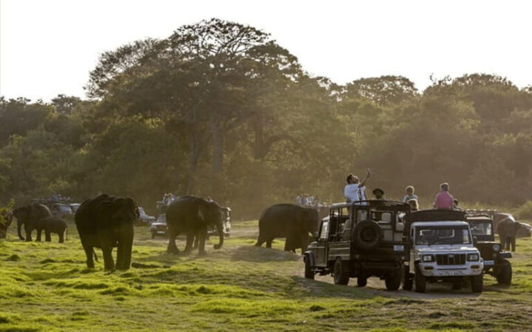 Polonnaruwa Ancient City and Wildlife Safari from Dambulla - A Full Breakdown of the Experience