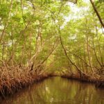 Port of Spain: Caroni Bird Sanctuary by Boat - The Itinerary: What to Expect