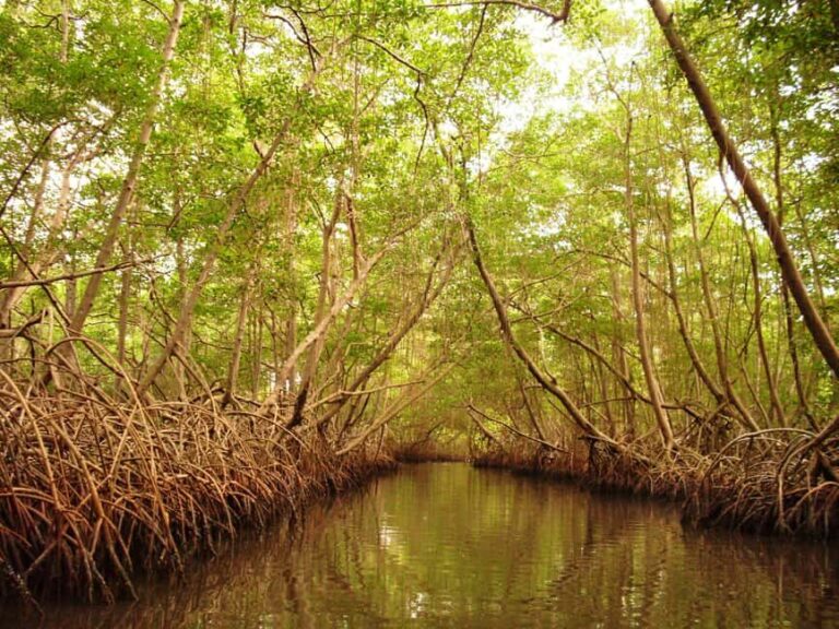 Port of Spain: Caroni Bird Sanctuary by Boat - The Itinerary: What to Expect