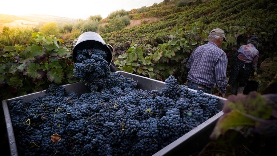 Vineyard harvest in the Douro Valley with grape crates