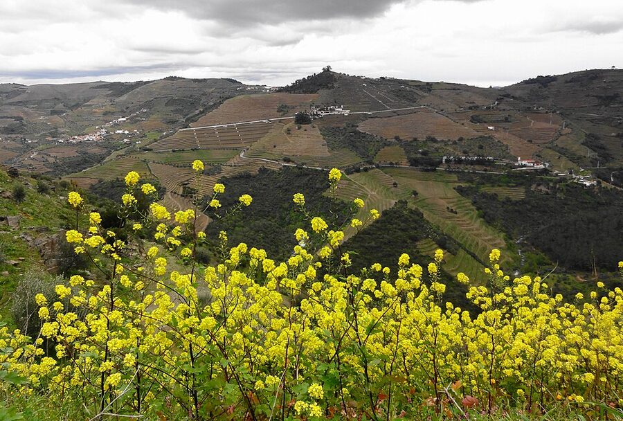 Douro Valley vineyards in spring on the river