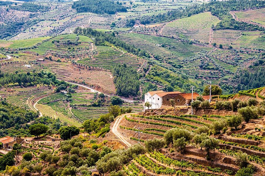 Douro Valley terraced vineyards in classic afternoon light