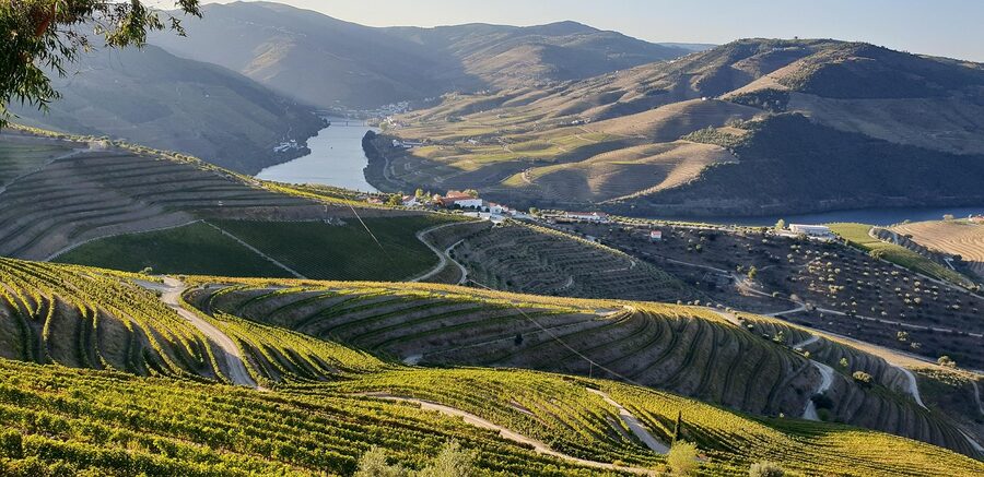 Vineyard terraces in the Douro Valley Portugal