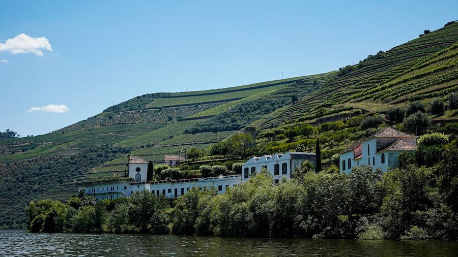 Vineyards on the hill above the Douro River