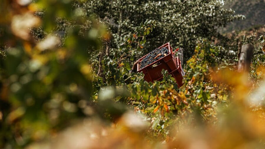 Crate of freshly harvested ripe grapes in a Portuguese vineyard