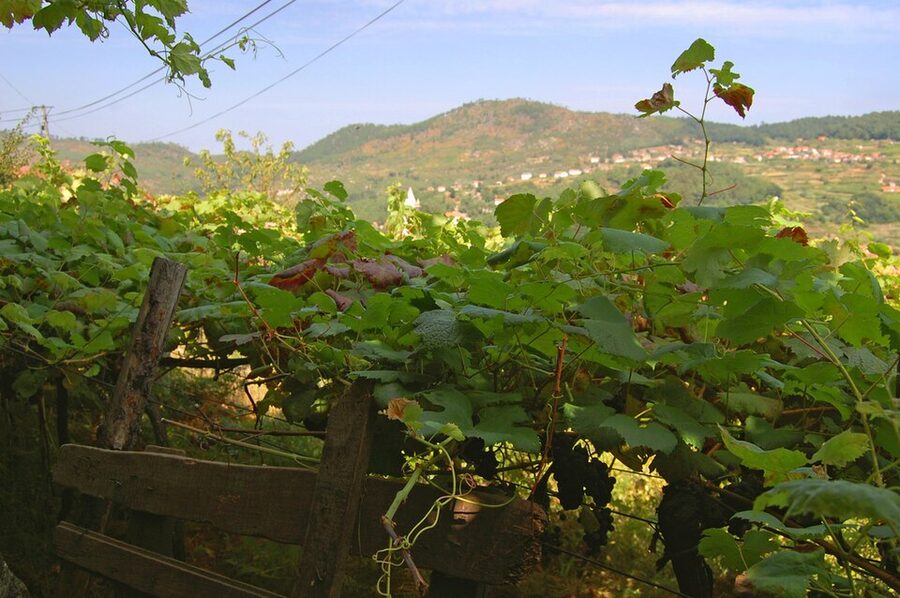Vinho Verde vineyards in the Minho region of northern Portugal