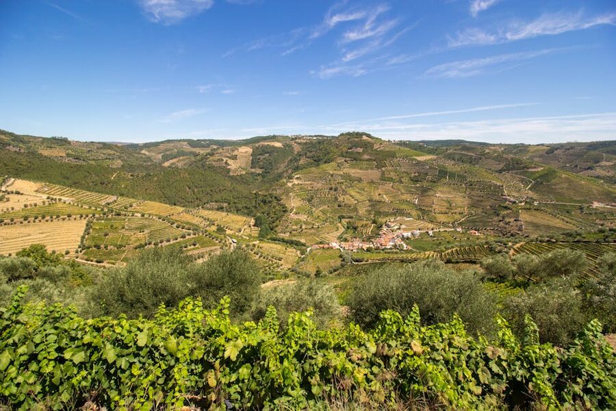 Vineyard landscape in Peso da Regua Douro Valley