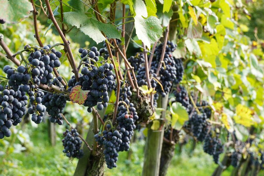 Close-up of red grapes hanging on the vine