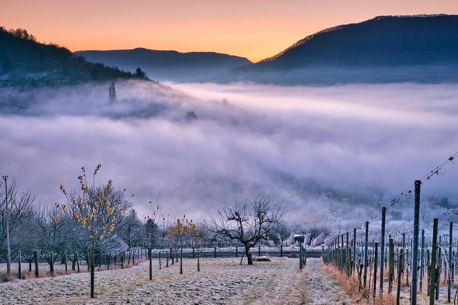 Vineyard with morning mist before tour start