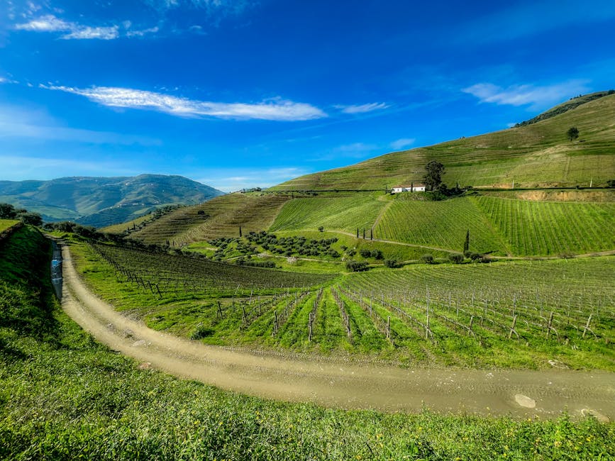 Rolling green Vinho Verde vineyards in northern Portugal