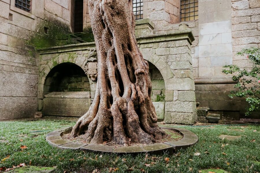 Ancient olive tree at Alberto Sampaio museum Guimaraes