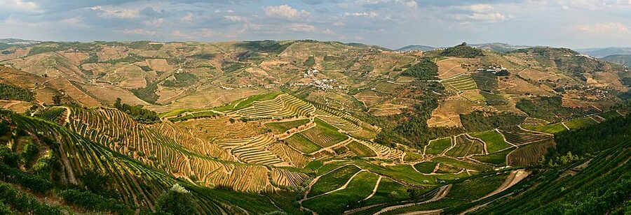 Douro Valley terraced vineyards on schist hillsides